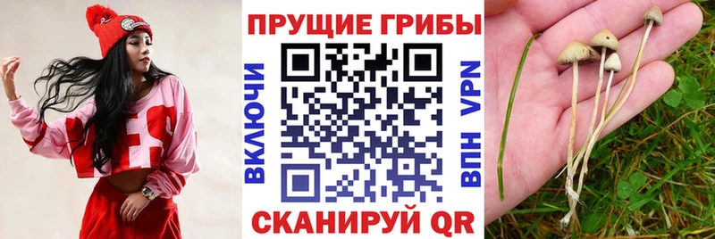 блэк спрут онион  Элиста  Галлюциногенные грибы Cubensis 